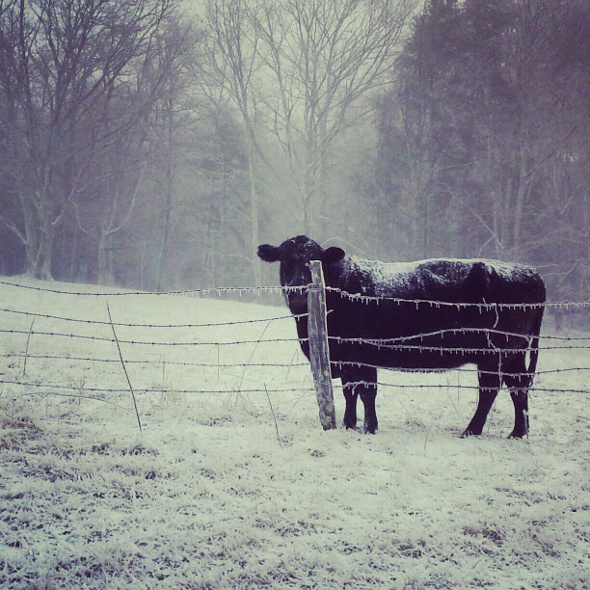 december 29 2012 cow ice snow